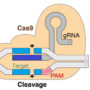 CRISPR-Cas9 guide RNA efficiency prediction with efficiently tuned mod …
